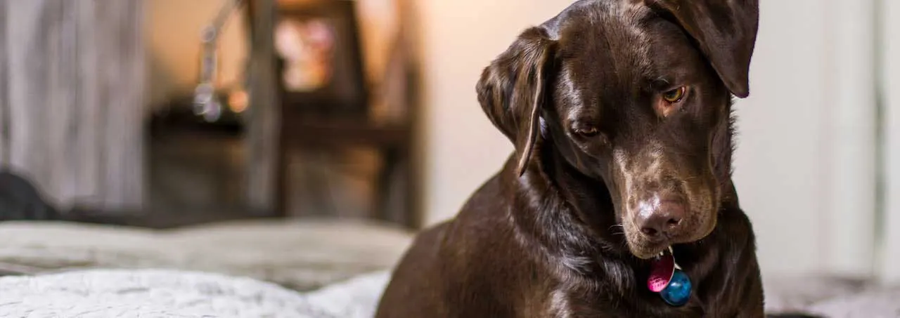 quitar olor pis perro casa